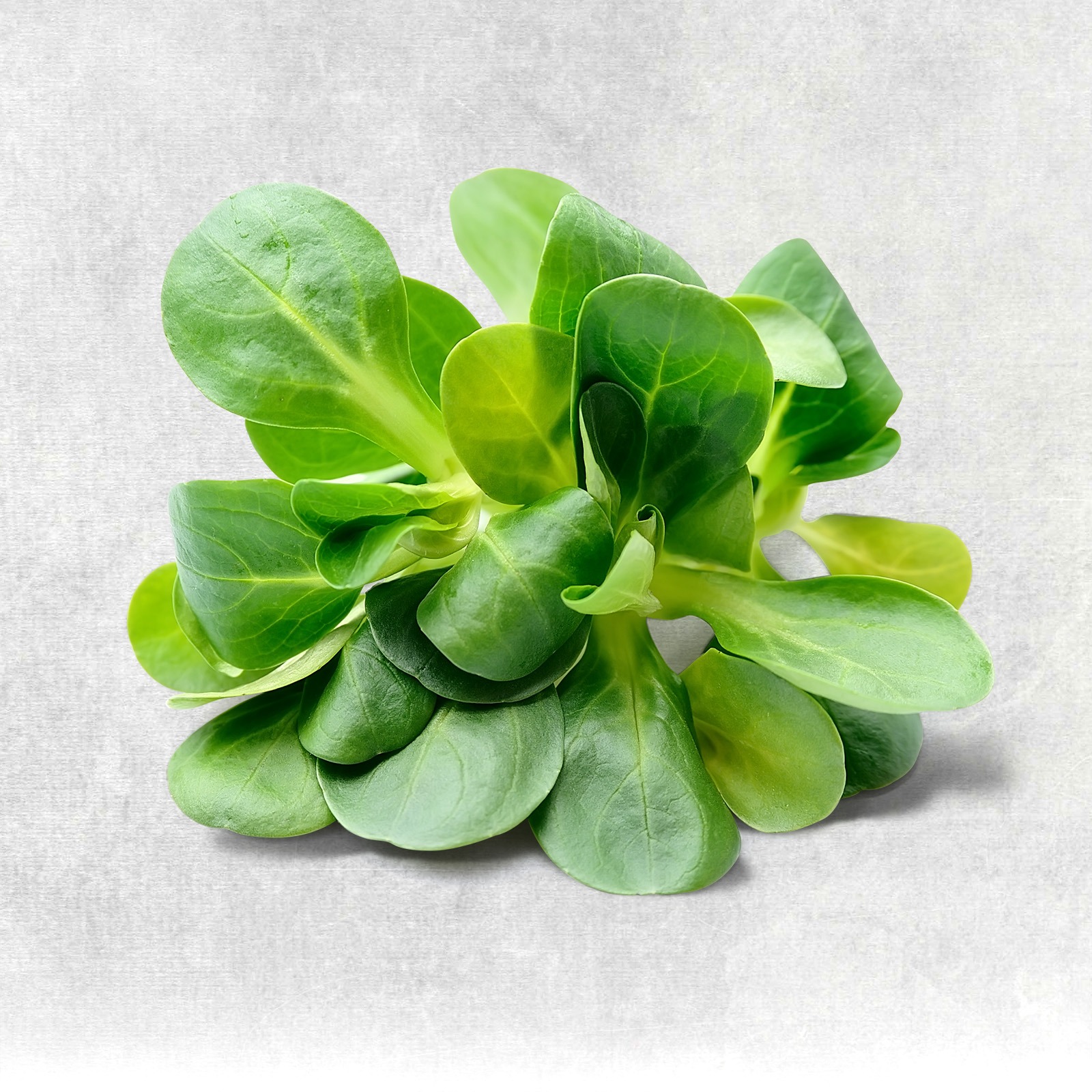 Salat bio Grasser Hof